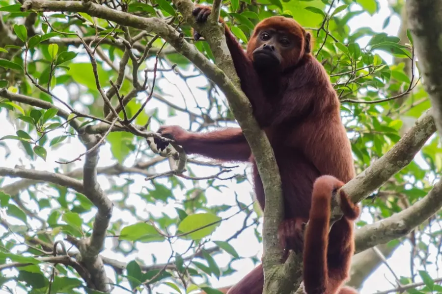 corte_Alouatta-juara_guariba-vermelho_Foto-Miguel-Monteiro-Instituto-Mamiraua