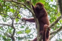 corte_Alouatta-juara_guariba-vermelho_Foto-Miguel-Monteiro-Instituto-Mamiraua