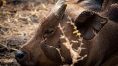 f960x540-144934_219009_5050