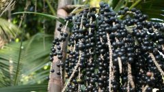 fIok7aQu-TriboSuperfoods