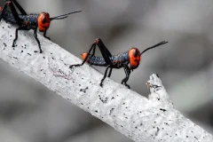 gafanhotos-soldadinhos-leonardo-mercon