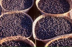 gettyimages-524047248