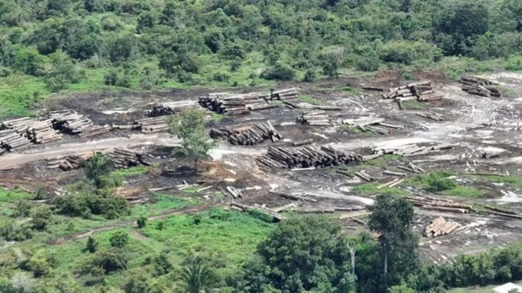 madeira-ilegal-amazonas-Media