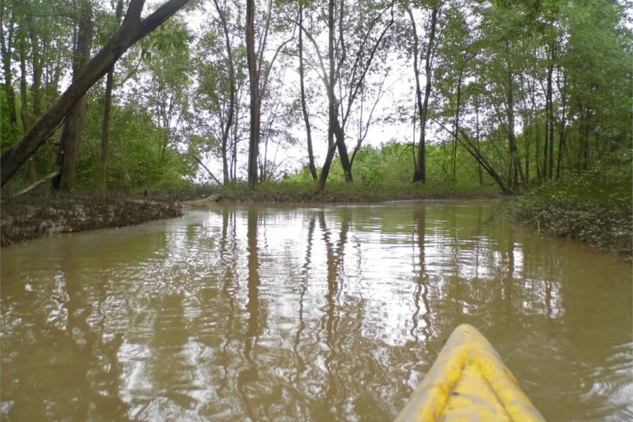 manguezais-da-amazonia