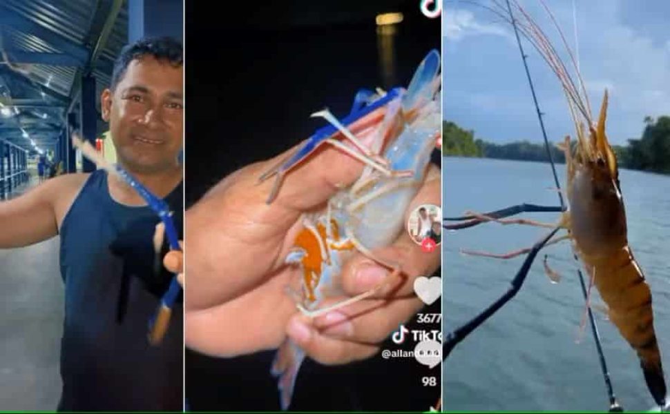 montagem-camarao-azul-gigante