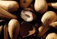 murumuru-fruto-da-amazonia-pode-revolucionar-a-construcao-civil-com-uso-sustentavel-de-residuos-1748099860247_1024