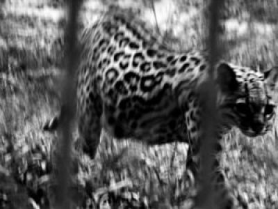 nature-black-and-white-animal-wildlife-zoo-mammal-481110-pxhere.com_-scaled-1