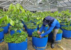 pau-rosa na Amazônia