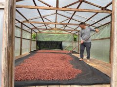 portaldoholanda-portaldoholanda-idam-processamentodeamendoasdecacau-fotodivulgacaoidam-1386769-1386769