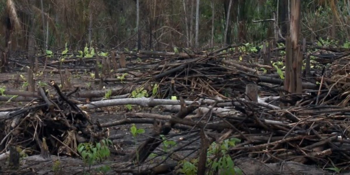 queimadas-1206x603 Média