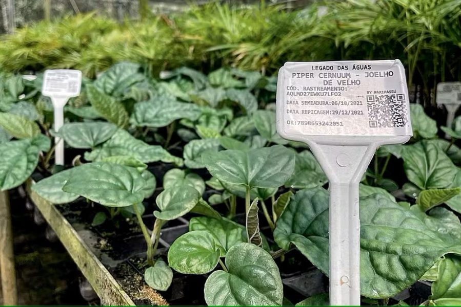 rev-inov-20241219-026-centro-20de-20biodiversidade-20legado-20das-20aguas-votorantim