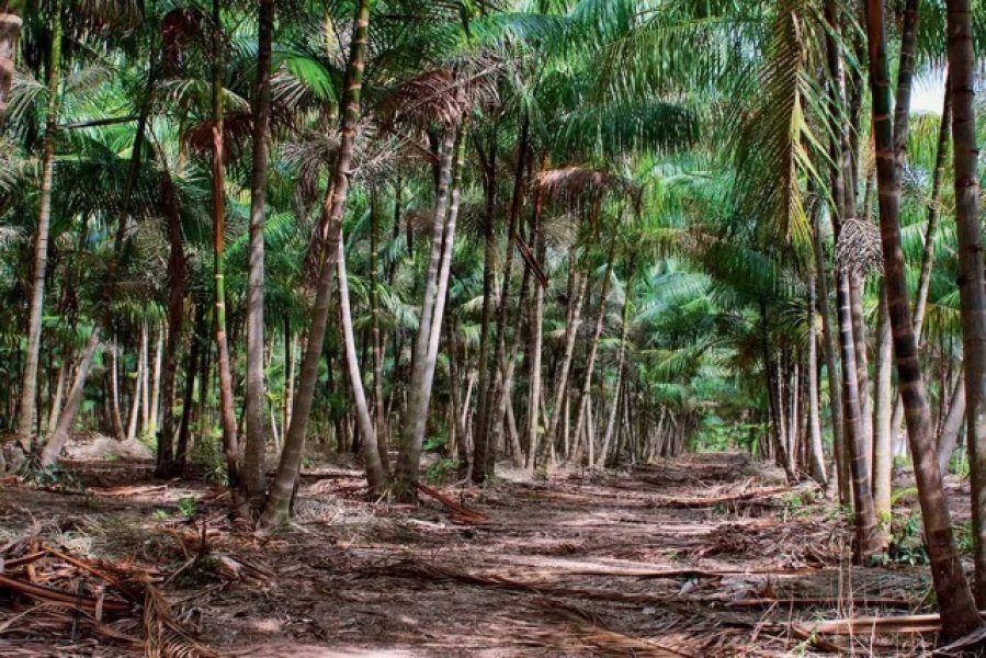 revista-sustentabilidade-pag-25-planta-c3-a7-c3-a3o-20de-20a-c3-a7a-c3-ad Média