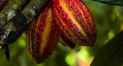 rondonia-sedia-pela-primeira-vez-o-concurso-nacional-de-qualidade-do-cacau