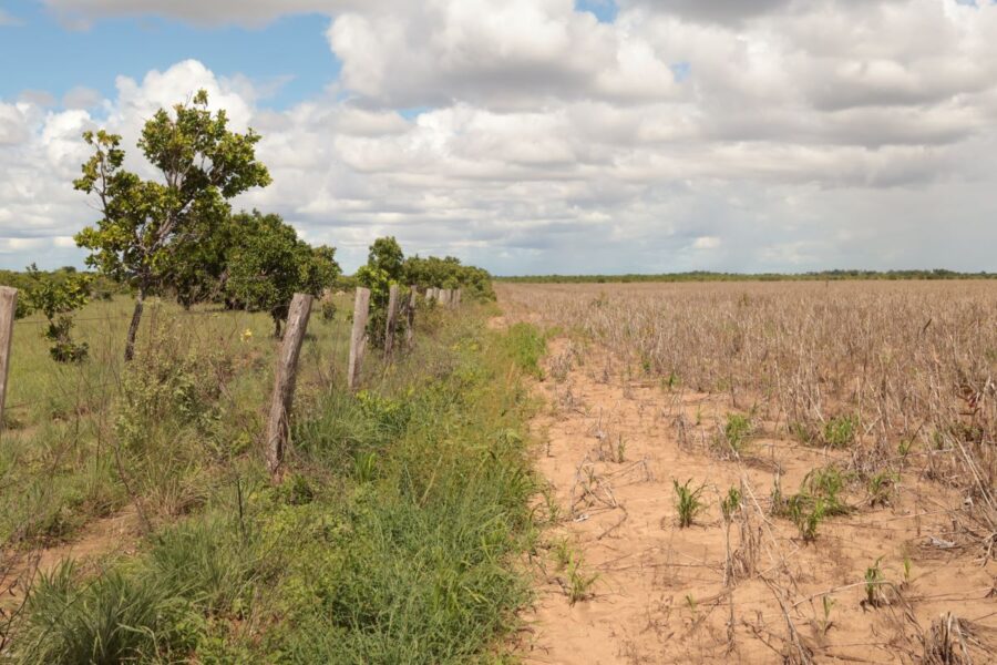 soja-proximo-morcego-foto-caique-souza2