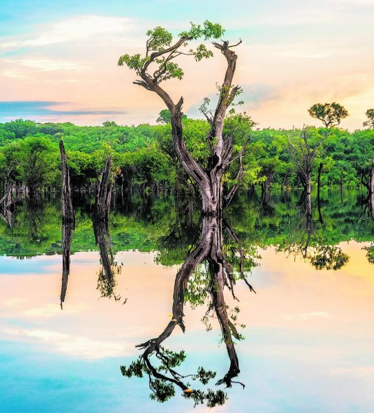 valor-economico-protecao-amazonia