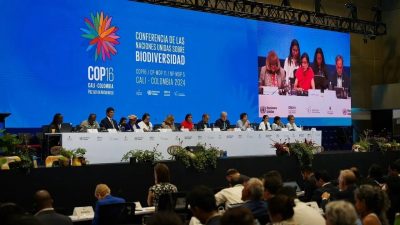 w4TM2uN2-COP16-High-Level-Segment-jpg Grande