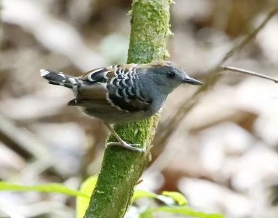 willisornis-vidua-xingu-scale-back-antbird-young-male-